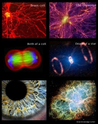 brain cell and universe